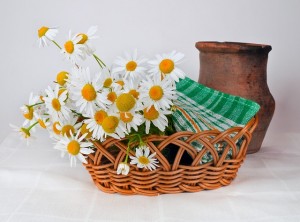 daisies-314435_640