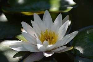 water-lily-140727_640